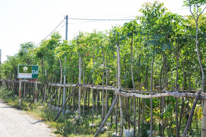 Mua bán cây xanh cây cảnh tại Hà Tĩnh