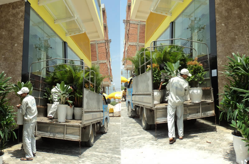 Cho thuê cây xanh cây cảnh tại Hà Tĩnh