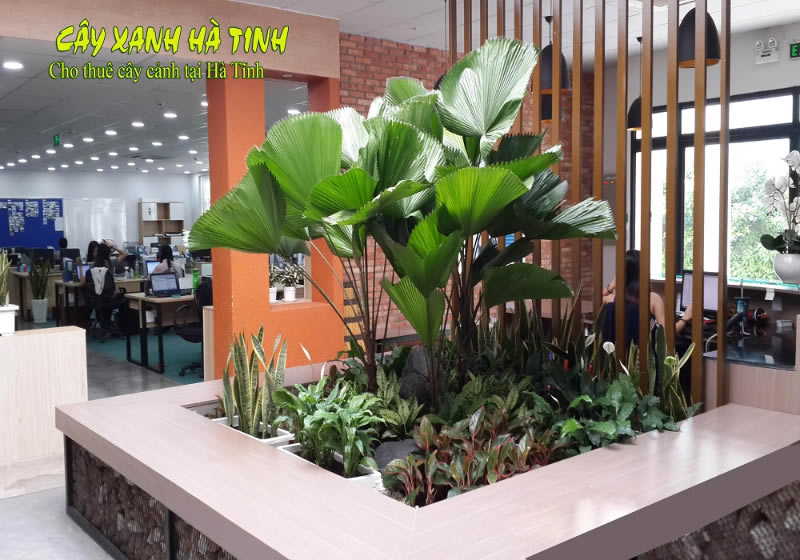 Nhận chăm sóc cây xanh cây cảnh Hà Tĩnh