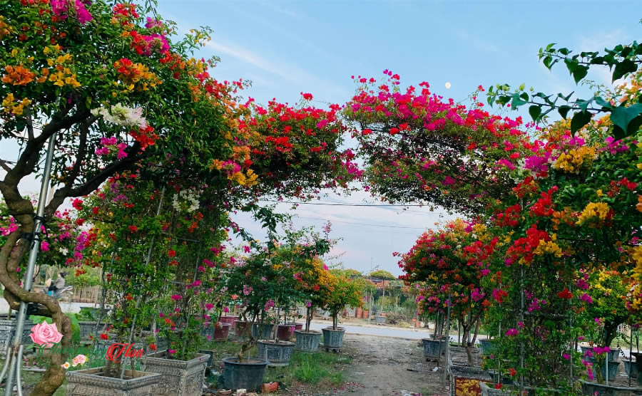 Cây Hoa giấy ngũ sắc Hà Tĩnh