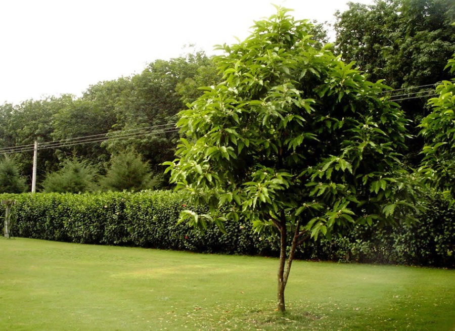 Cây ngọc lan